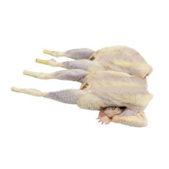 Oceanic-Frozen-Chicken-Broiler